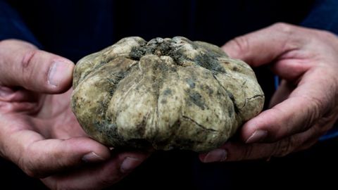 The secret world of truffle hunting