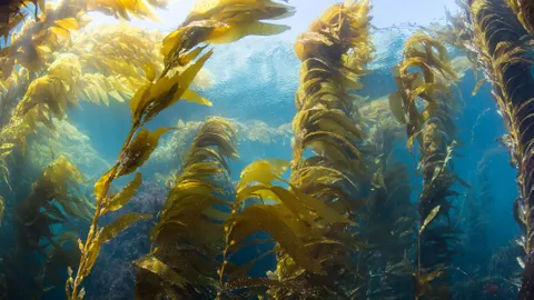 Could giant kelp power our planes?