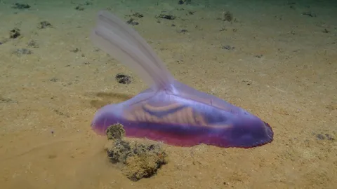 The 'alien' lifeforms of the deep ocean