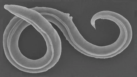 46,000-year-old worms resurrected