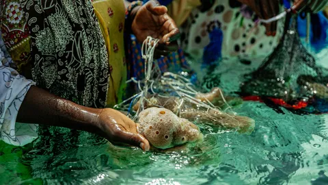 Zanzibar's climate resilient ocean crop