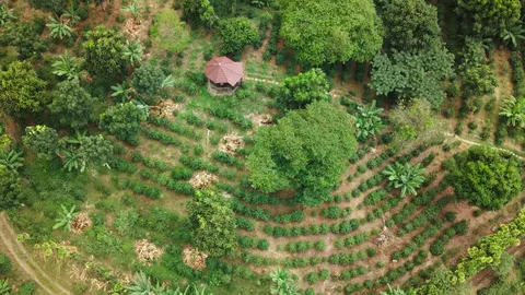 A unique coffee-growing eco-system