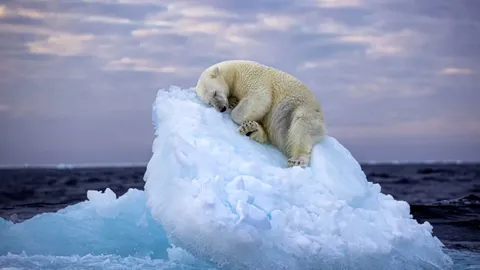 How iconic polar bear image was taken