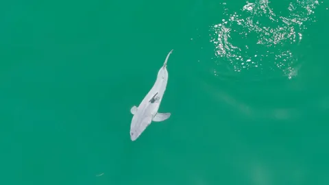 Baby great white shark caught on film