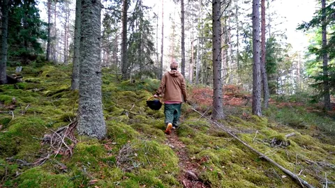 Finland's 'everyman's right' to forage