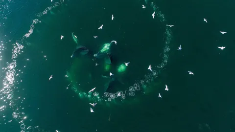 Listen to a whale speaking to humans