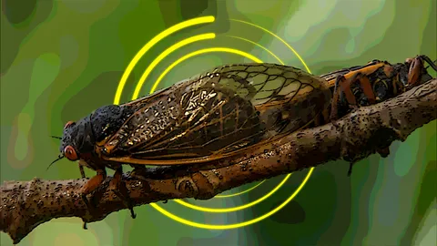 Why 2024's cicada bonanza is so rare