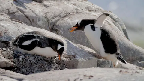 Antarctica's stunning penguin colonies