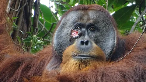 Wounded orangutan seen self-medicating