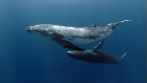 Face to face with humpback whales