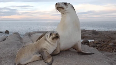 Watch videos filmed by sea lions