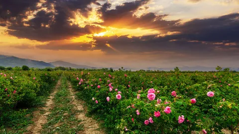 The ancient valley of Damask roses