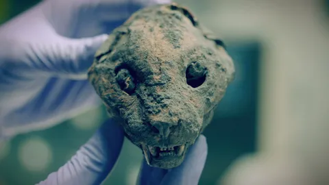 The curious cargo of 180,000 mummies