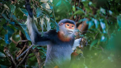 Saving Vietnam's endangered langurs