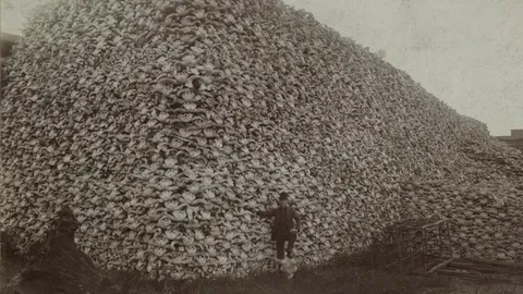 The history of the bison skulls photo