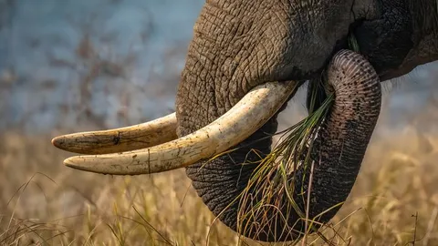 Tech's fight against illegal ivory