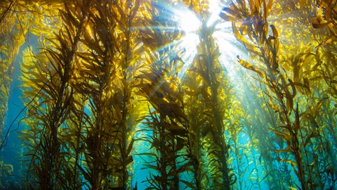 The future of seaweed-based antibiotics