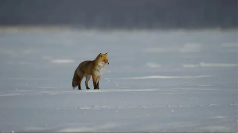 How foxes outsmart Steller's sea eagle