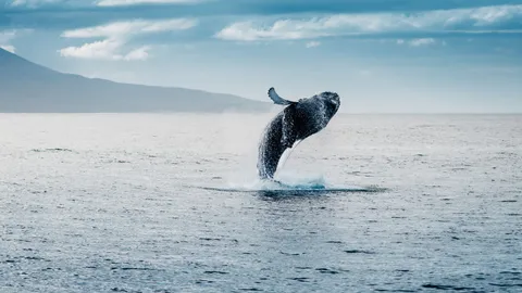 The whale watching capital of Europe