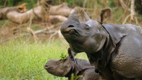 Inside the world of rhino romance