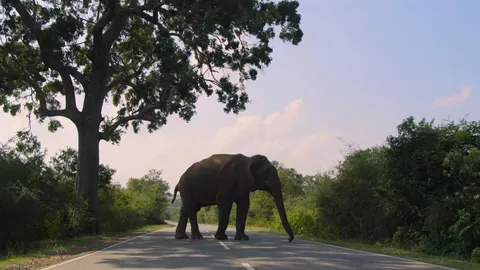 An elephant asking for a road toll