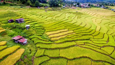 Malaysian Borneo's mountain brewers