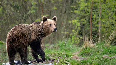 Romania's brown bear sanctuary