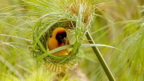 The world of weaverbirds nest creation