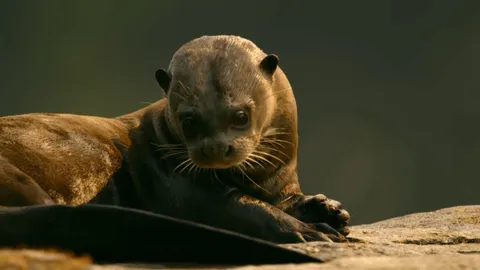 Giant river otters learn to fish