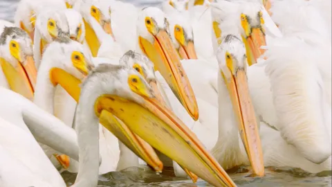 The great Pelican feeding bonanza
