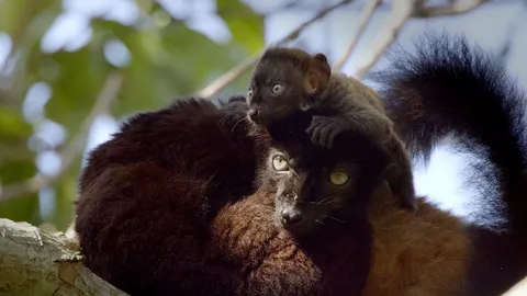 Lemur mom saves newborn from ticks
