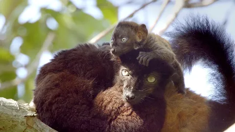 Lemur mum saves newborn from ticks