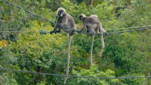 Watch how langurs cross roads on cables