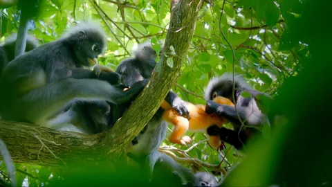 Leaf monkeys compete to babysit newborn