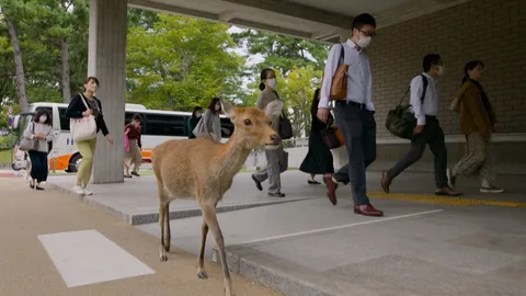 A town where deer roam free