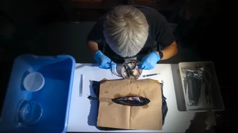 The lab where baby sharks are born