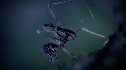 Watch the pelican spider hunt