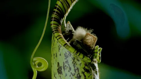 Watch a bat's nap in a pitcher plant