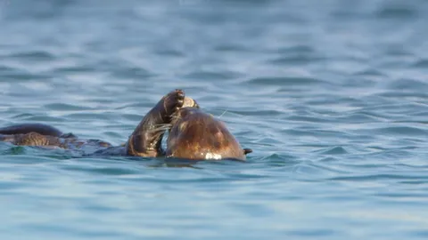 Watch a baby otter find its own tool