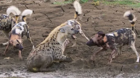 Wild dogs attack pregnant hyena