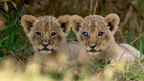 Tiny lion cubs dodge giant elephants