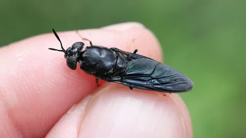 How flies solve a growing waste problem