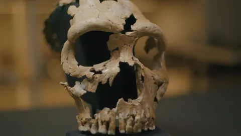 The hidden lives of Neanderthals