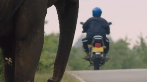 Elephant asking for a road toll