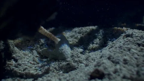 The venomous cone snail's deadly game