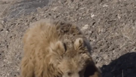 Watch Gobi bear find water