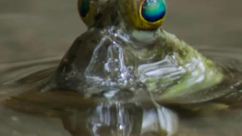 The remarkable fish that lives on land