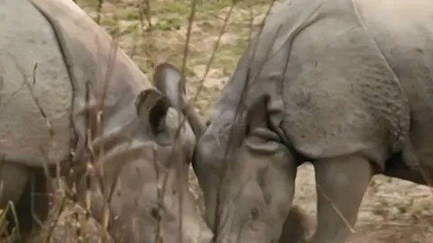 The hidden world of rhino romance