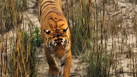 A mother tiger on a fierce hunt