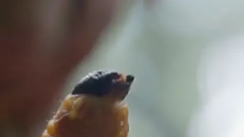 The Amazon’s sacred food rituals